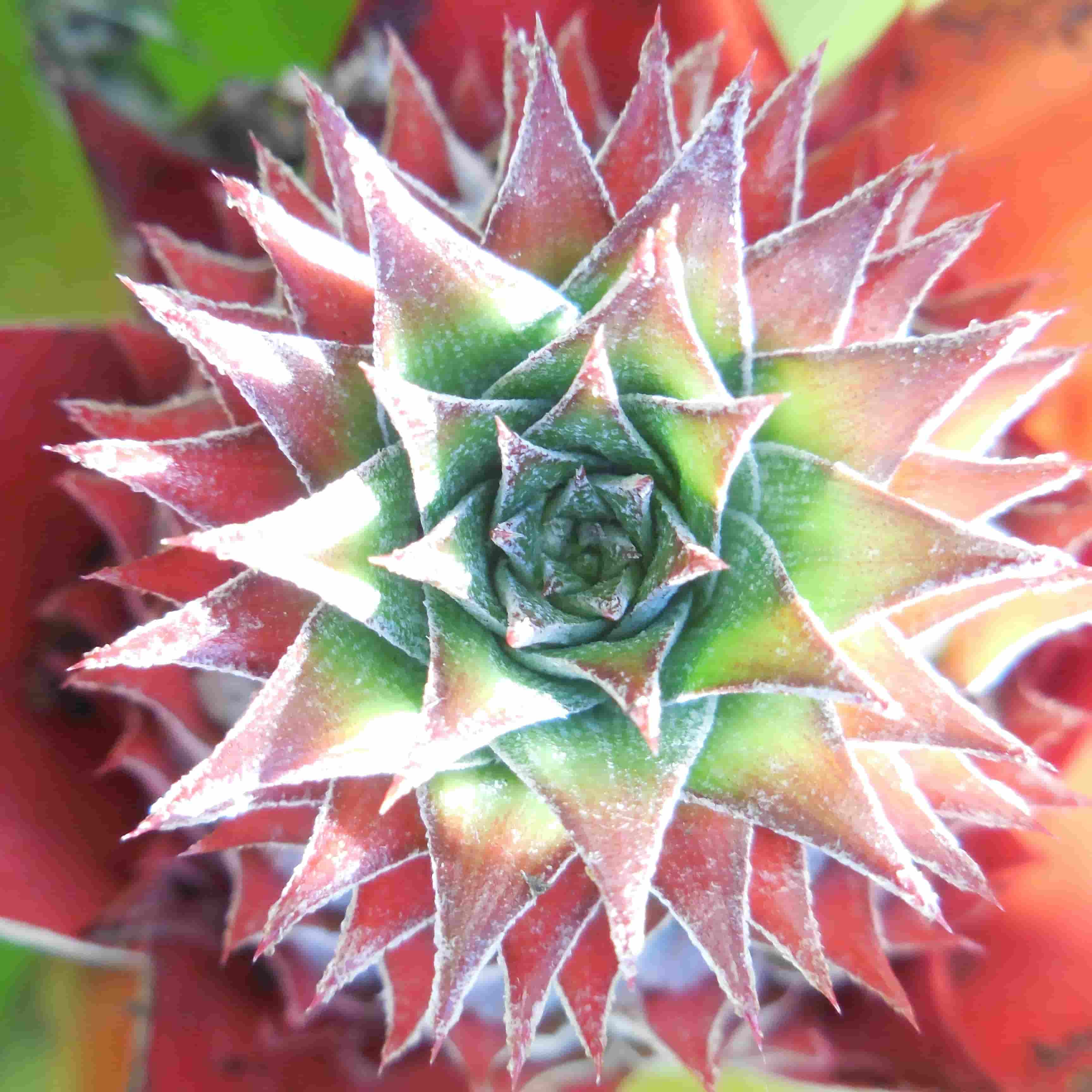 The top of a pineapple crown