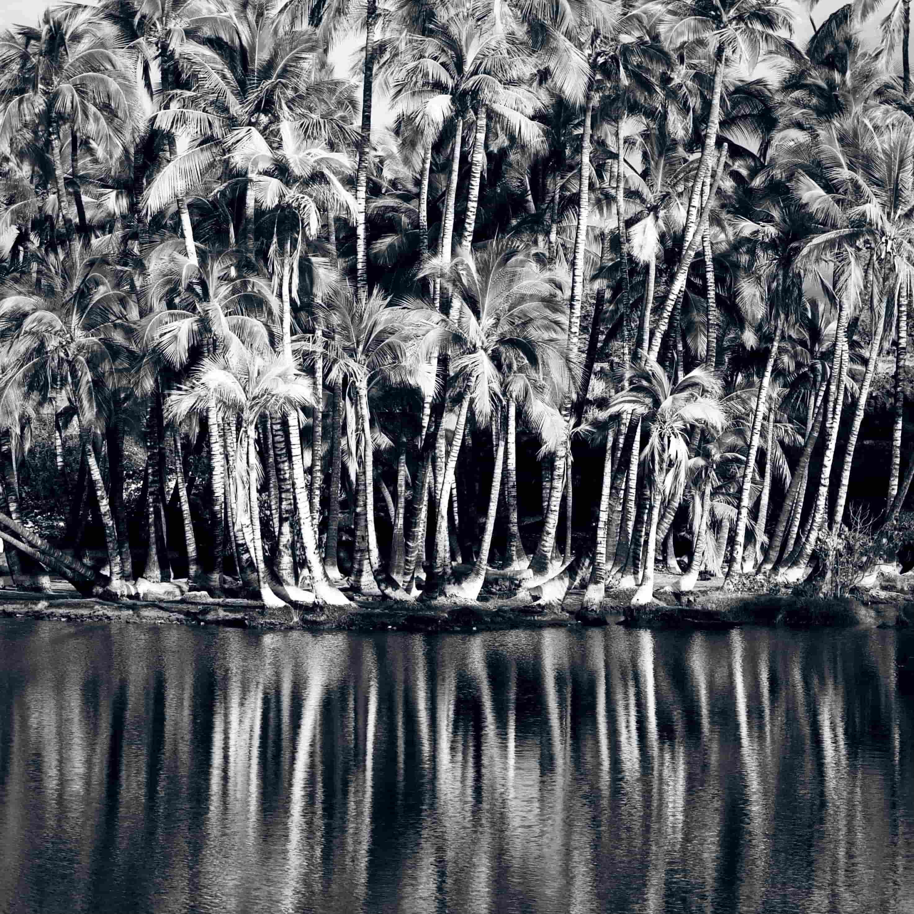 Black and white photo of palm trees by water