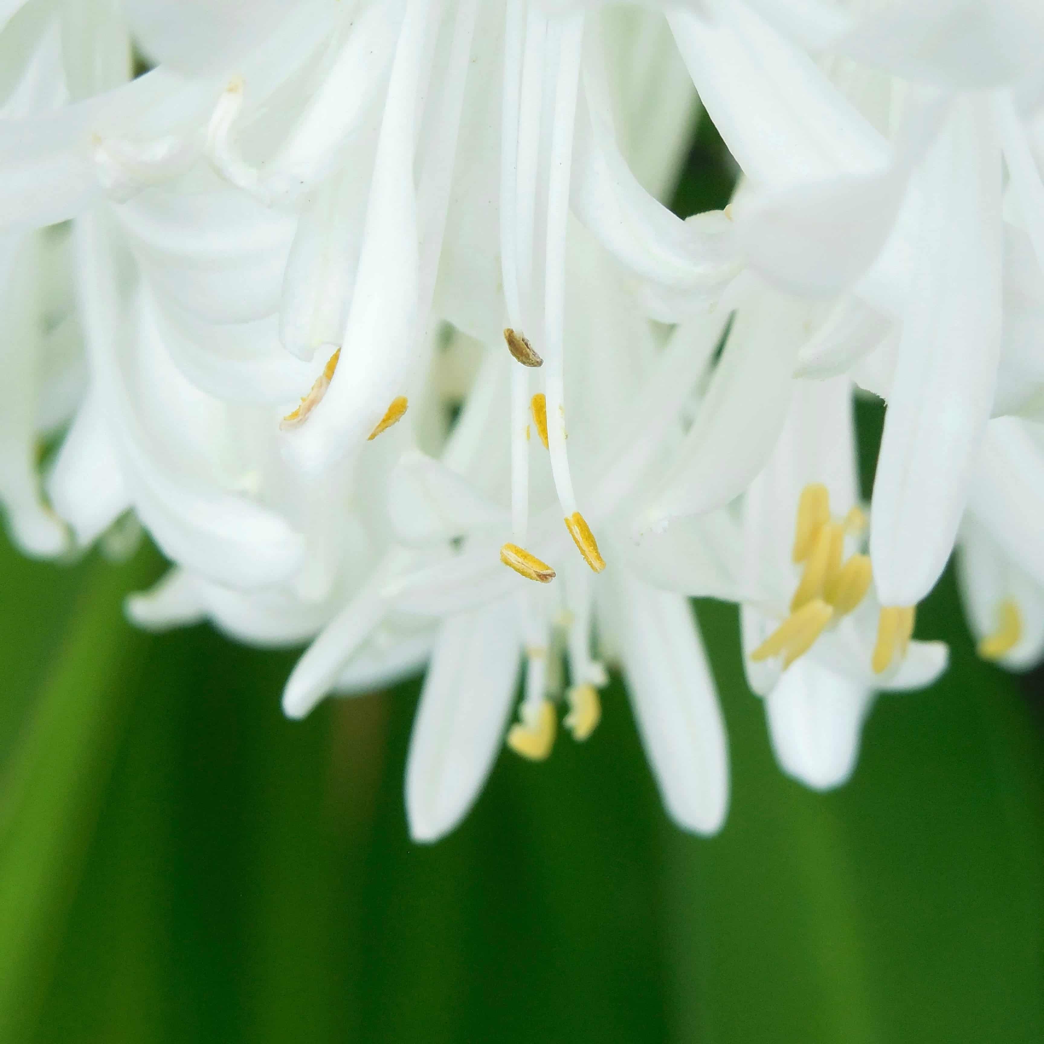 White lily